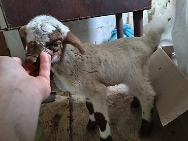 Keçilər, çəpişlər: 1heftelik ekizdi 1in satram balasının anasının südü azdır — 4