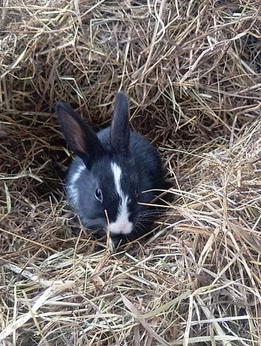 Quşlar: Heyvan: Dovşanlar (bir neçə fərqli rəng və tip) Təsvir: - Seçimlər — 8