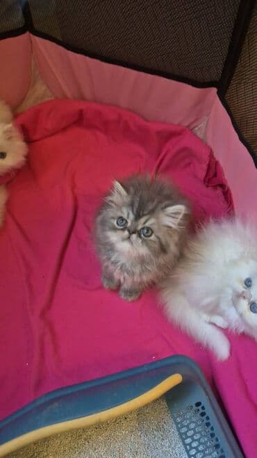 ağ pişik satışı: Персидская — 3