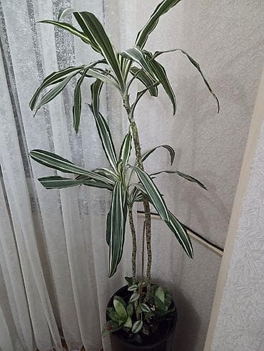 UNİKAL: Drasaena “Warneckei” (zolaqlı drasena) digər dekorativ
