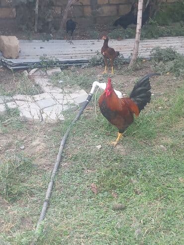 cins inekler: Toyuq, Ətlik — 6