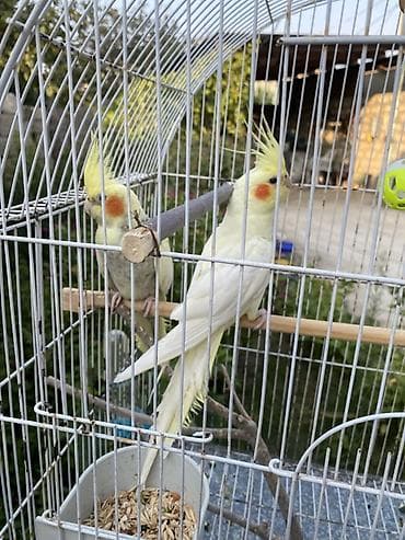 amadin qusu: Növ: Nimfa tutuquşuları (Cockatiel) – cütlük Rəng: Açıq sarı/krem — 4