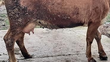 cüce satışı: Birinci qarına smentalın mələzidi 14 günlük süni mayalanmadan olan — 6