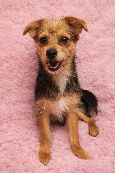 Yorkşir teryer, Erkek, Peyvəndli