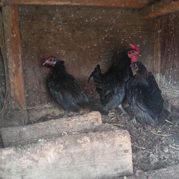 купить цыплят несушек: Курица, Для разведения — 2