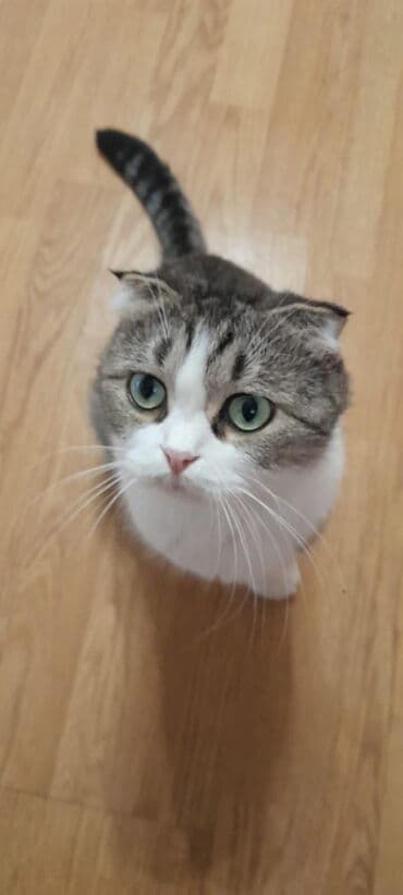 pişik geyim: Dişi, Yaxşı əllərə, Ünvandan götürmə — 3