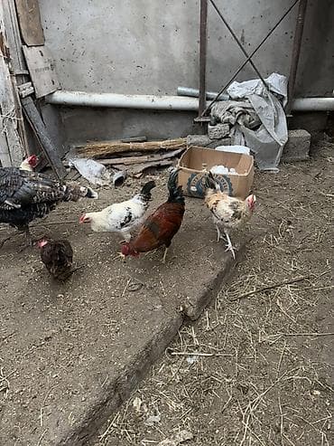 çolpa satılır: Toyuq, Yumurtalıq — 6