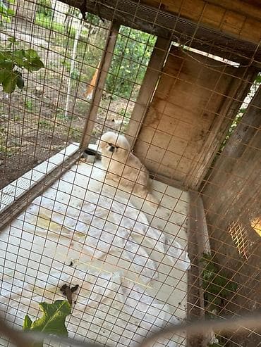 heyvan oyuncaqlari: Pekines, 1 il, Erkek, Sənədli, Rayonlara çatdırılma — 4