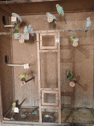 qefəs: -Qəfəs və avadanlıq: çoxbölməli taxta-barmaqlıq qəfəslər, ayrılan yuva — 5