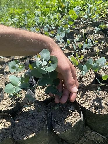 Ekalipt (Eucalyptus) fidanları - Növ: Eucalyptus spp. (gümüşü-yaşıl