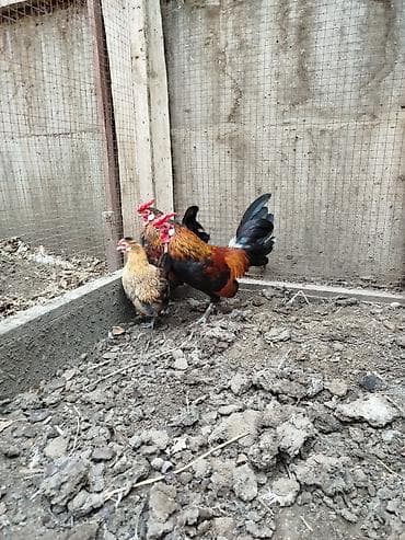 balonka it satilir: Toyuq, Damazlıq — 5