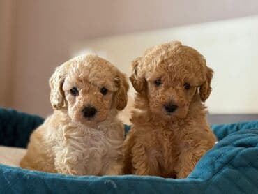 сколько стоит миниатюрный пудель: Пудель, 2 месяца — 2