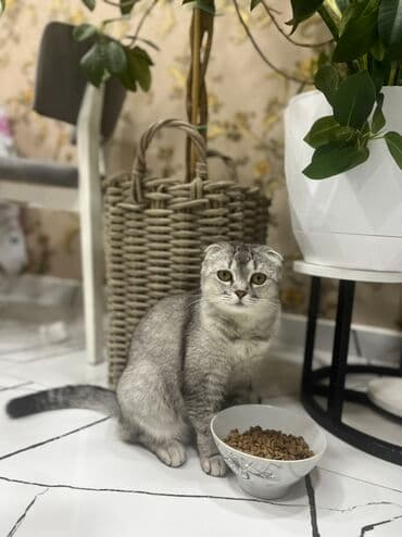 Akvariumlar: Şotland yastı qulaq, Dişi — 3