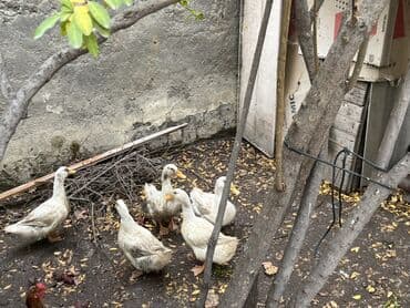 quş şekilleri: Ağ rəngli kuban cinsi ördəklər – diri şəkildə. Təmizlənmiş halda — 2