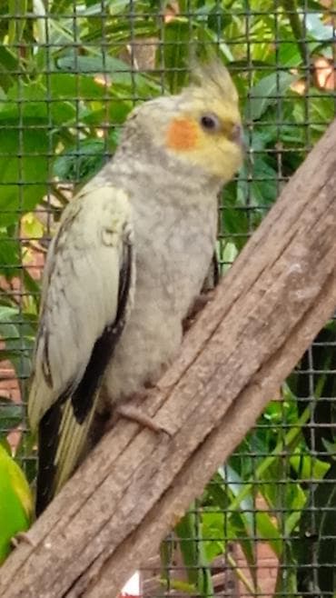 ev qus: Nimfa (Cockatiel) tutuquşu - Növ: Nimfa (Nymphicus hollandicus) - — 2