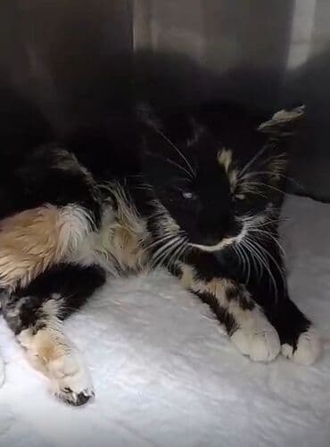 pişiyə verilən adlar: Самка, Бесплатная доставка — 3