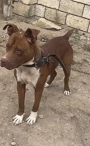 pitbul balasi: Pitbul — 1