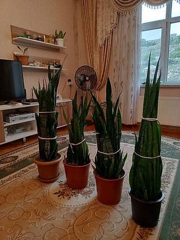 bitki: Sansevieria (Qaynana dili) – iri ölçülü, qapalı məkanlar üçün — 9