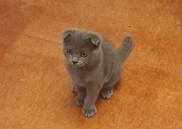 Pişiklər: Britan — 5