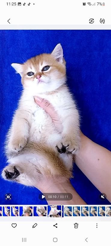 Pişiklər: Britan, Dişi, Yaxşı əllərə, Ünvandan götürmə — 8