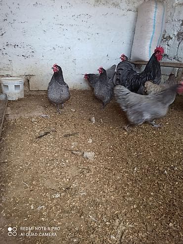 balonka it satilir: Toyuq, Australorp, Damazlıq, Ünvandan götürmə, Ödənişli çatdırılma — 9