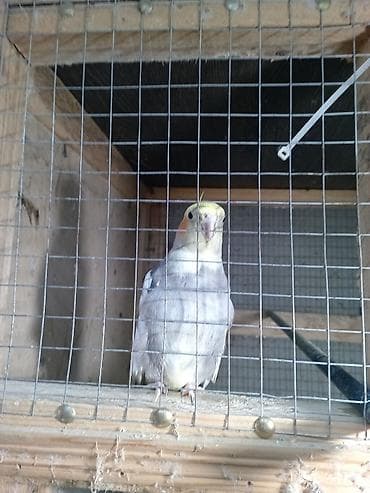 deve quşu: Korella ərkeydi 1 yaş yarımlıqdı cütə hazır tam sağlam unvan yeni — 4