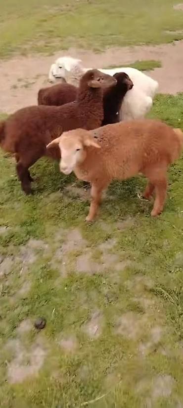 Mal-qara: Quzu — 1