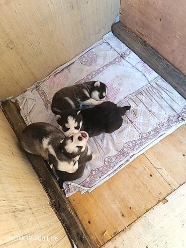 Xaski, 1 ay, Dişi, Ünvandan götürmə