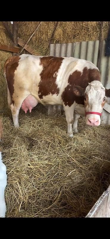 kreditle heyvan satisi: Simental tipli inək buzovu ilə birlikdə. - Cinsi: Simental — 7
