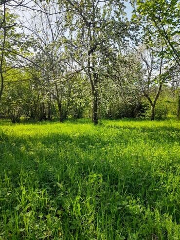 аренда и продажа недвижимости: 30 sot, Kənd təsərrüfatı, Mülkiyyətçi, Kupça (Çıxarış) — 7