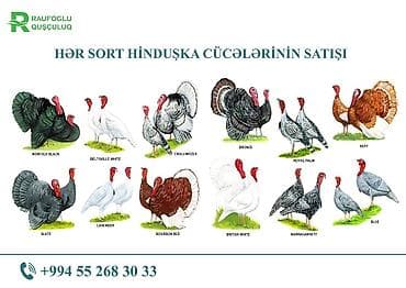 Dişi, Amerika, Yumurtalıq, Ödənişli çatdırılma