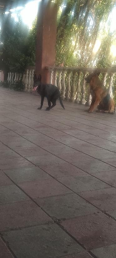 guard dog: Xidmət: Alman çoban iti (German Shepherd) üzrə təlim və müşayiət - İt — 3