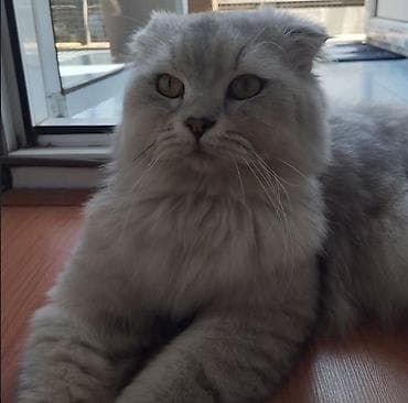 Pişiklər: Şotland uzun tüklü, Erkək, Cütləşmə üçün — 4