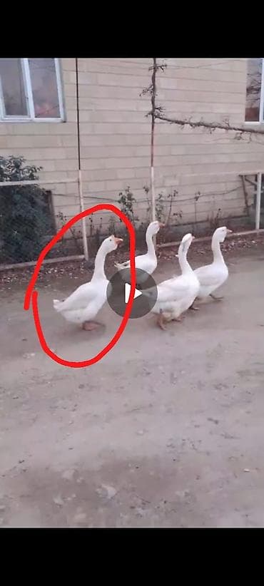 qus: Xolmoqor dan dönmə qaz satılır atası linda olub qiyməti 75 manat — 2