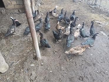 çöl ördeyi: Zümrüdü və krasnadar qarışıq lal ördəklər satılır . 25 dənə .tək - — 3