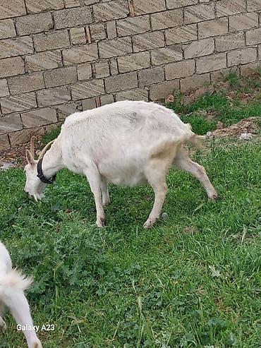 dovşan balası: Boğaz sanen Süd keçisi – ağ rəng, buynuzlu, boynunda dəri yaxalıqla. - — 5
