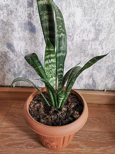 mal dili bitkisinin faydaları: Sansevieria - qabla birlikdə satılır. Uşaq otağı, yataq otağı, ofis — 2