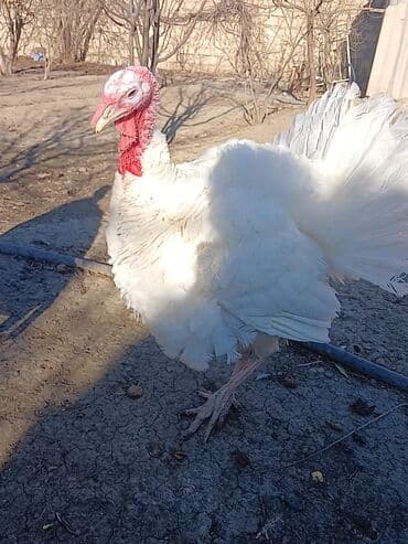 ingilis setteri it cinsinin digər adı nədi: Erkək, Damazlıq — 2