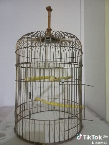 pitbul erkek: Saglam qusdi disi qus 1 2 sozde diyir sadece basa duse bilmirem 2yas — 4