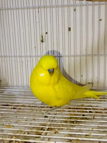 хаски цена в баку: Quşlar satılır 6 aylıq jumbo cüt 200manat 1 yaş 8 aylıq jumbo qarışıg — 1