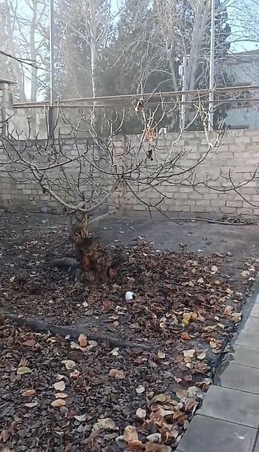 Kənd təsərrüfatı, Makler, Kupça (Çıxarış) lalafo.az -da Kənd təsərrüfatı, Makler, Kupça (Çıxarış)
