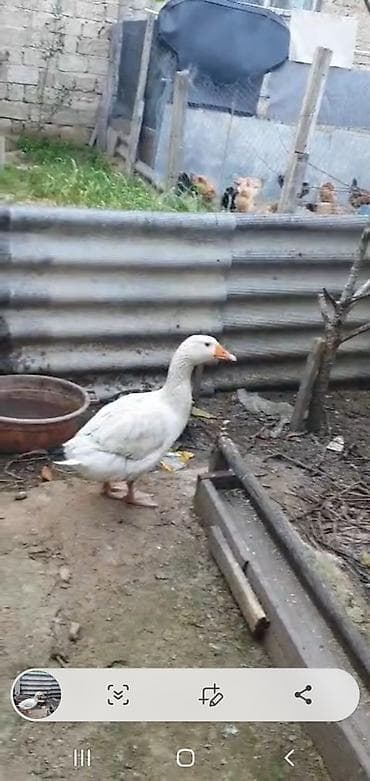 alabaxta quşu: Dişi, Damazlıq — 1