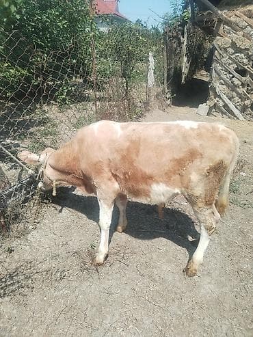ev heyvanları satışı: Ermək şarol. Avustun 26-sı 4 ayı tamam olur. Qiymət 1500 son — 3