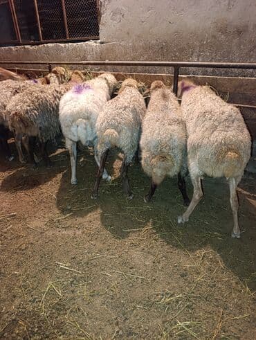 cins ineklerin satisi 2019: Qoca yem qoyunları satilir bogazdilar qiymətdə razılaşmaq olar — 4
