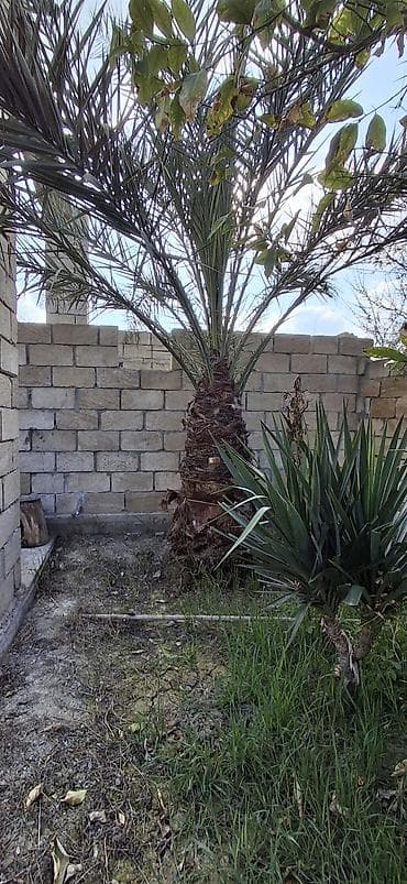 ağac dərmanları: Xurma ağacı – dekorativ landşaft üçün - Növ: Xurma (Phoenix — 5