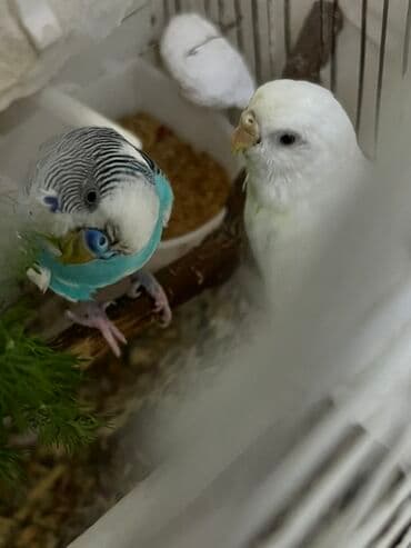 papuqay yumurtadan necə gune cixir: Dalğalı tutuquşular cütü - Növ: Budgerigar (dalğalı tutuquşu) - — 2