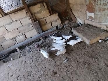 Satlıq göyərçinlər günorta isdide tutulan quşlardır real alıcı əlaqə lalafo.az -da Satlıq göyərçinlər günorta isdide tutulan quşlardır real alıcı əlaqə