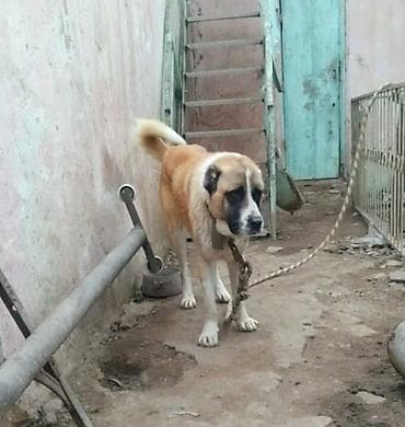 dana heyvan: Гурдбасар — 2