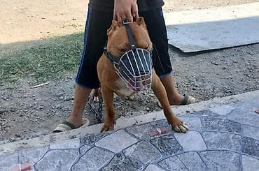 Pitbul, Erkek