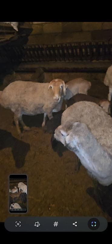 Camış: 5 dənə balalı qoyun. Sağlam qapı heyvanımdı.İşimlə əlaqədar olaraq — 3
